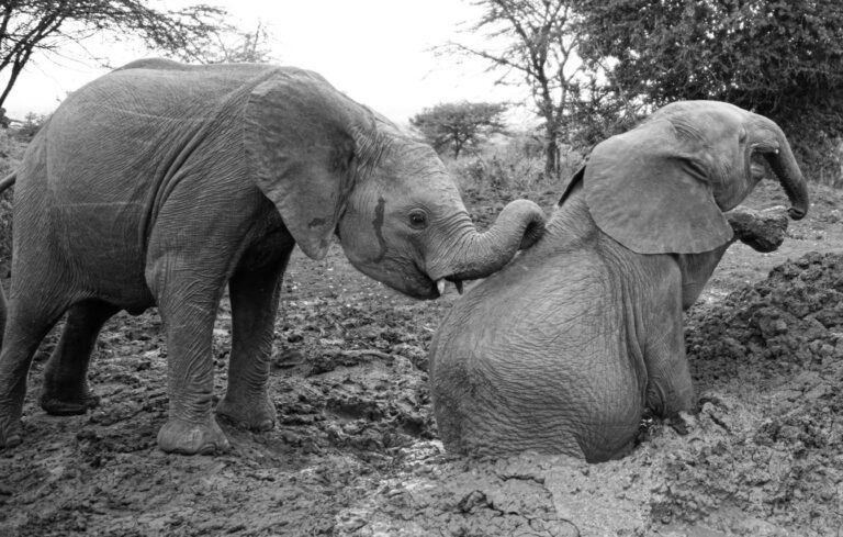 Elephants in the mud.