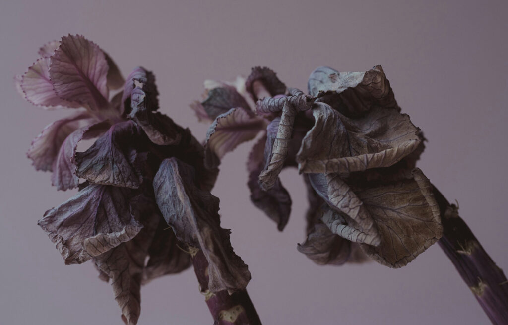 A picture capturing the beauty of a dying flower