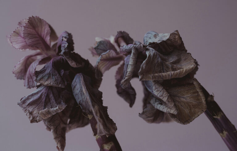 A picture capturing the beauty of a dying flower