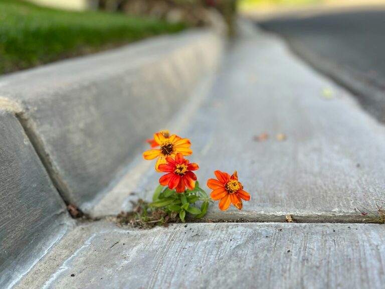 An image of flowers growing out of a crack in the pavement or sidewalk.